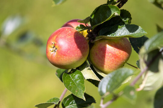 Trois pommes bien m&ucirc;res sur une branche de pommier