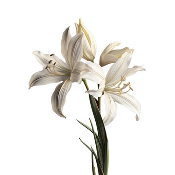 yucca flower isolated on transparent background, png