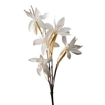 yucca flower isolated on transparent background, png