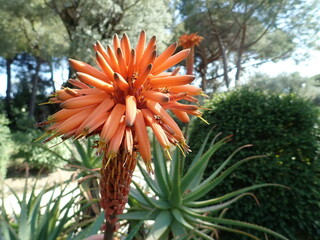 Fototapeta premium Huge orange aloe flower close up