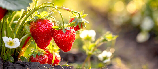 Erdbeeren auf dem Erdbeerfeld  - obrazy, fototapety, plakaty