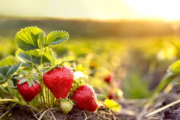 Fototapeten Erdbeeren auf dem Erdbeerfeld  © Sina Ettmer