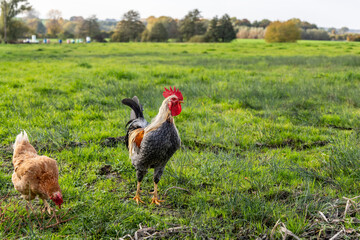 A rooster and a chicken graze in a meadow
