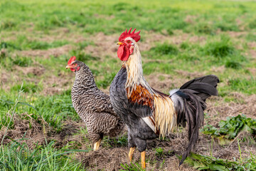 A rooster and a chicken graze in a meadow