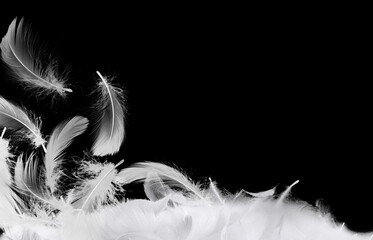 Fluffy bird feathers in air on black background, space for text