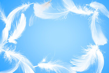 Fototapeta na wymiar Fluffy bird feathers in air on light blue background, space for text