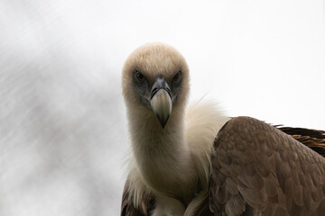 portrait of a vulture