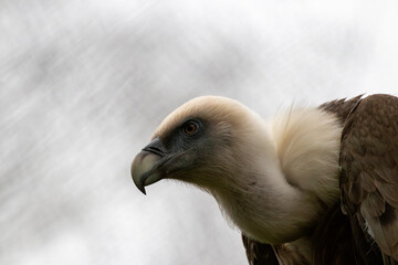 portrait of a vulture