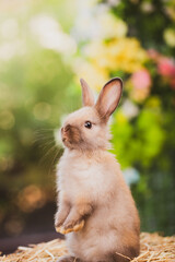 cute animal pet rabbit or bunny white or brown color smiling and laughing with copy space for easter in natural background for easter celebration