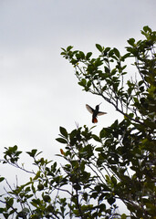 Colibrí © MariaLucia