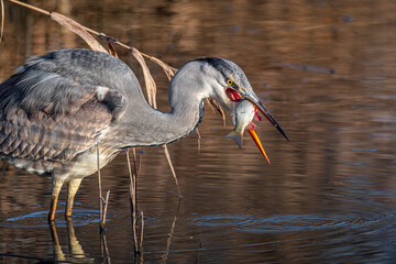 gray heron with fish