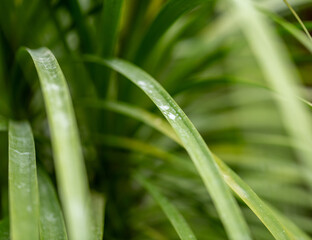 Obraz premium dew on grass