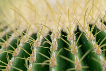 close up of cactus