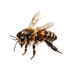 honey bee on transparent background Remove png