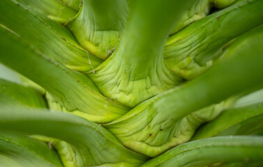 Fototapeta premium close up of plant stems