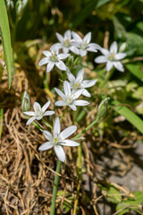 Ornithogalum umbellatum grass lily in bloom, small ornamental and wild white flowering springtime plant