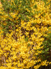 Yellow flowers and green leaves of forsythia bush