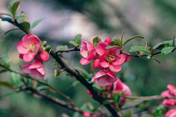 Chaenomeles japonica japanese maules quince flowering shrub, beautiful pink flowers in bloom on springtime branches