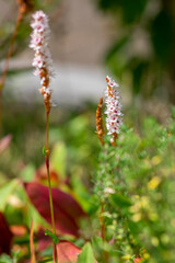 Bistorta affinis fleece flower in bloom, beautiful white purple knotweed Himalayan bistort flowering plant in the garden