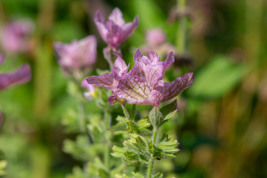 Beautiful sage Salvia viridis flowerin in garden, group of purple annual clary orval leaves on tall green stem in bloom