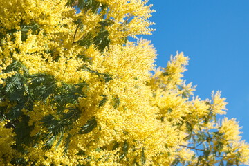 Acacia dealbata in bloom,  with yellow flowers, mimosa tree