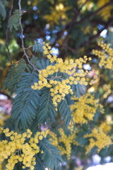 Acacia dealbata in bloom,  with yellow flowers, mimosa tree