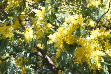 Acacia dealbata in bloom,  with yellow flowers, mimosa tree