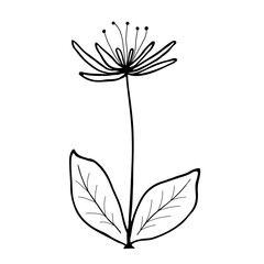 Hand drawn flower and branches doodle. Vector illustration