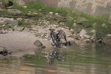 Cormorant fishing eels
