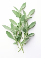 Fresh sage on a white background.