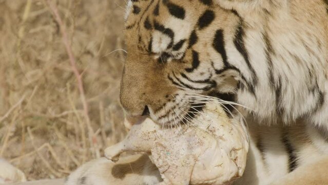 predatory tiger eating his meal close up