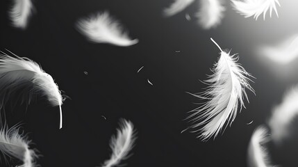 flying white feather isolated on dark background. Abstract texture. copy space. 