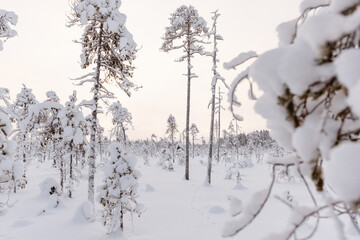 Paysage immaculé de blanc