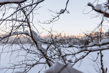 Les branches de l'arbre enveloppées de neige
