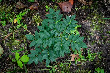 A variety of Host plants.