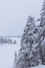 La forêt finlandaise enneigée