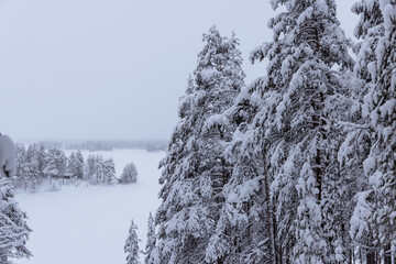 La forêt finlandaise enneigée