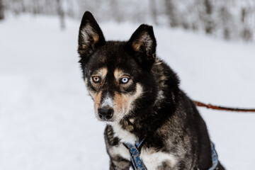 Portrait d'un chien de traineau