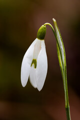 Fototapeta premium Snowdrop - perfect for a bouquet for her.