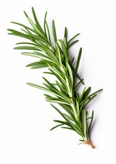 Fototapeta premium Fresh rosemary on a white background.