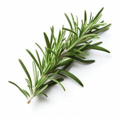 Fototapeta premium Fresh rosemary on a white background.