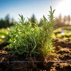 Obraz premium Fresh rosemary growing in the field, beautiful sunny day.