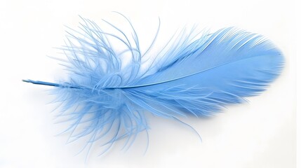 Single soft blue feather isolated on white background. Abstract texture. copy space, wallpaper, banner.
