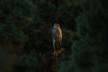 Female sparrowhawk sitting in the branches of conifer trees in the evening sunlight. 3D Rendering