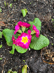 Primulaceae flowers in flower bed, primrose, primula vulgaris