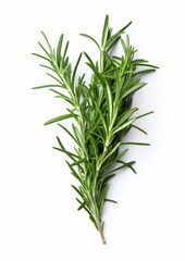 Fototapeta premium Fresh rosemary on a white background.