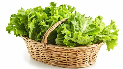 Fototapeta premium Fresh lettuce leaves in basket isolated on white background. This has clipping path.