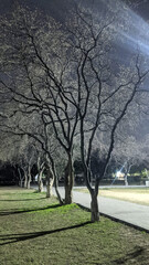 trees in the park