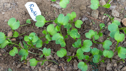 Radish seeds sprouting in the soil
