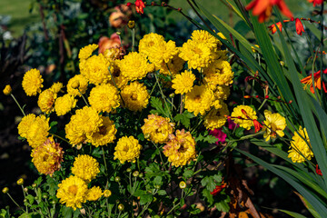 A variety of chrysanthemum plants.